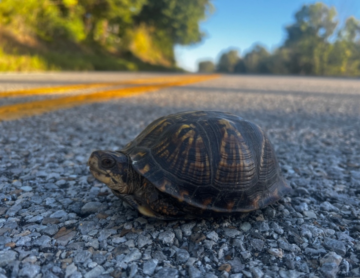 Eastern Box Turtle